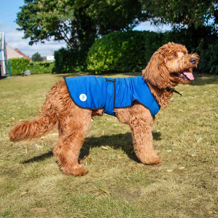 Dog wearing a blue cooling coat standing on grass with trees in the background