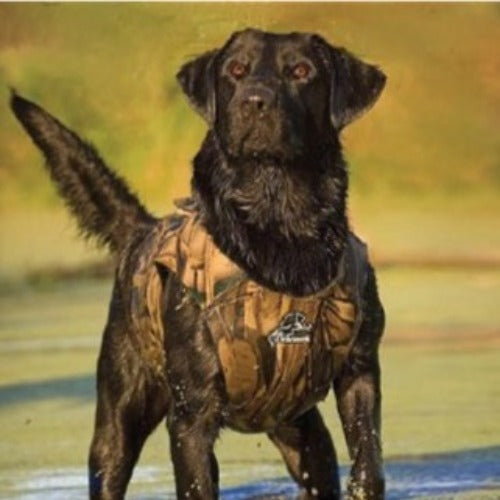 The Dokken neoprene dog vest: Supervest Xtreme for sale at Muntjac Trading