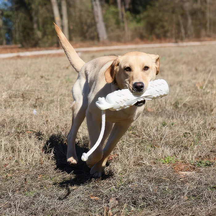 Dog running holding a white dummy