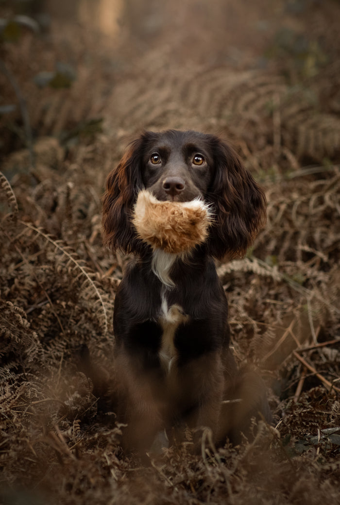 A dog with a rabbit tennis ball for sale at Muntjac Trading UK
