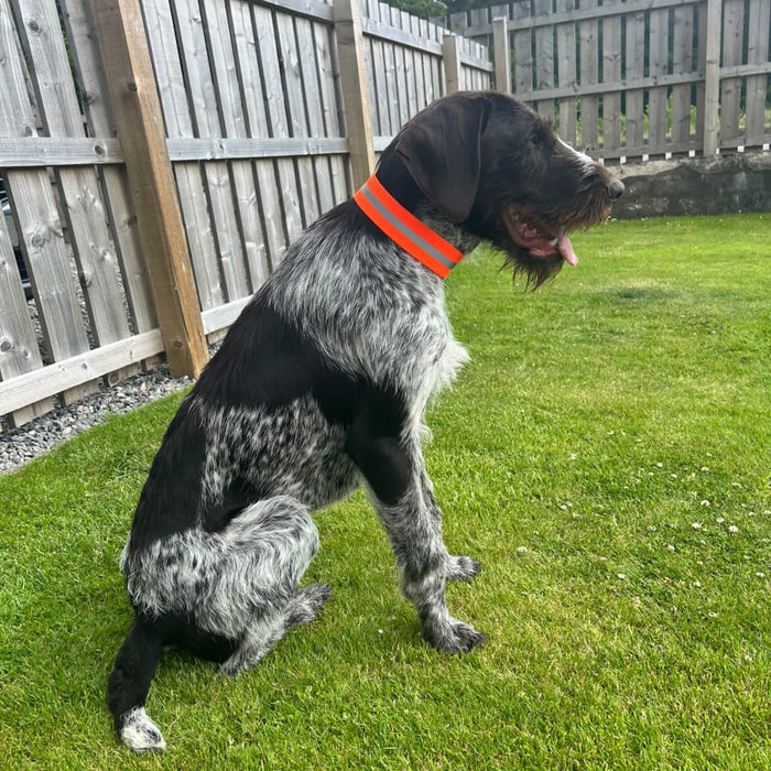 Pointer in Sealgair Collar