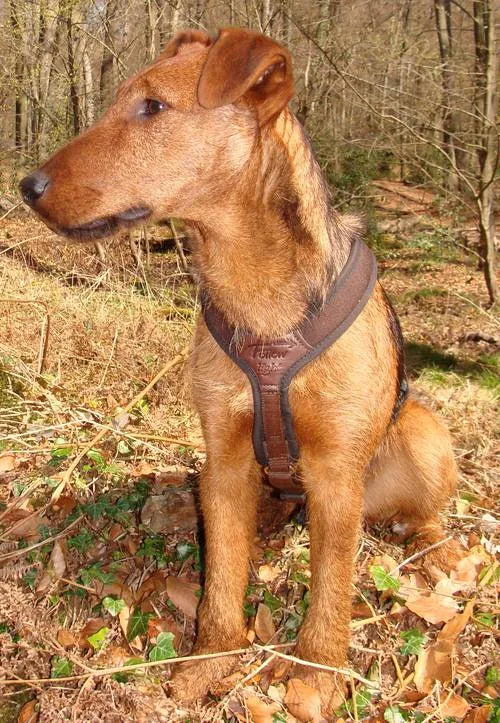 Brown dog wearing a harness in a forest setting