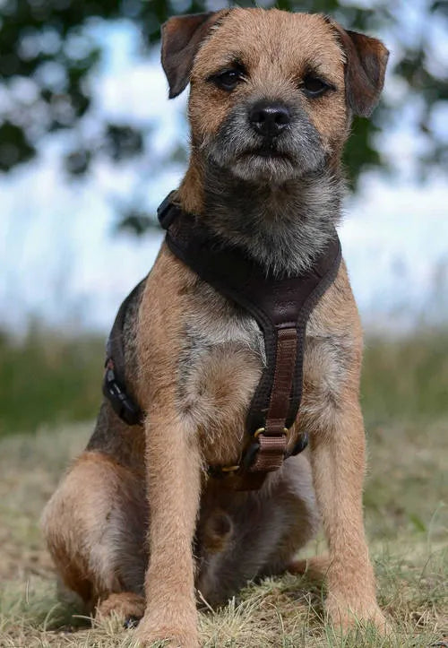 Dog wearing a harness sitting on grass with a blurred natural background