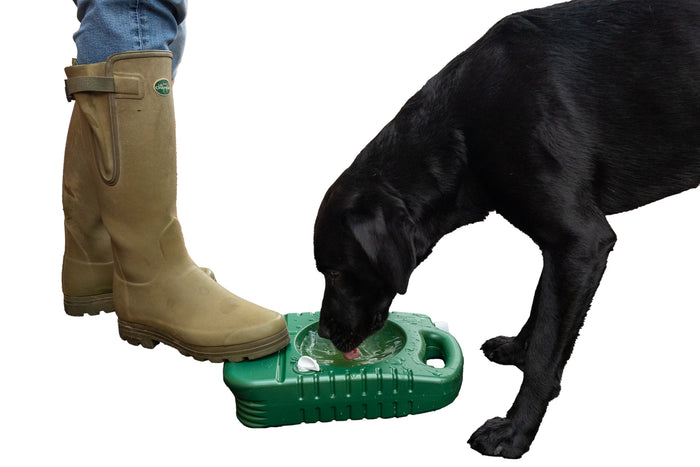 A dog drinking out of a portable dog water bowl purchased from Muntjac Trading