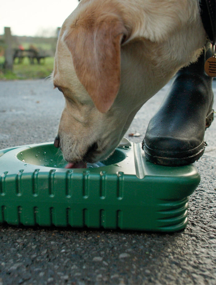 A dog drinking from a portable dog water bowl purchased from Muntjac Trading