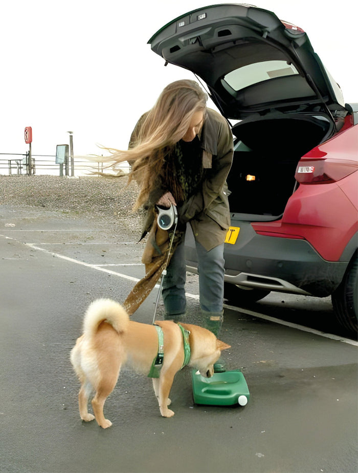 A Corgi dog drinking out of a Muntjac Trading portable dog water bowl