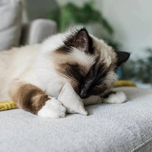 Pyramid Cat Toy