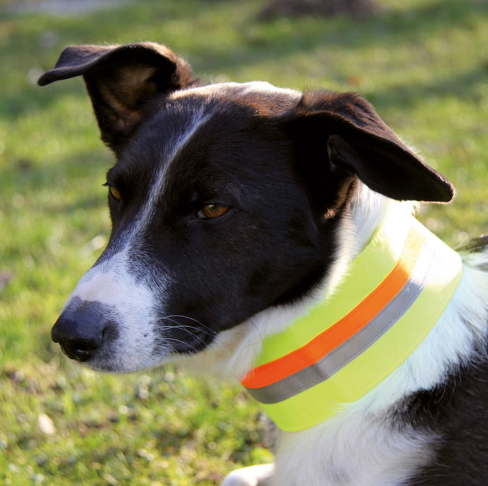 gun dog training neon collar