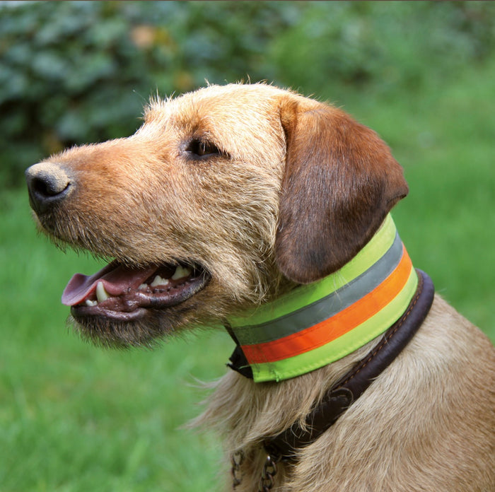 gun dog training